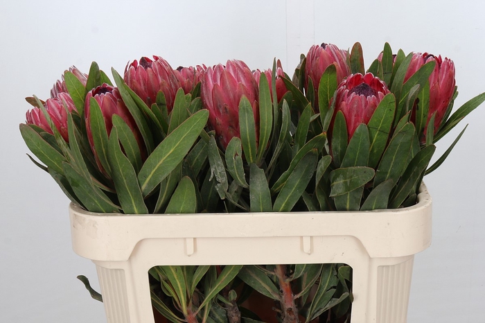 Protea Red Ice