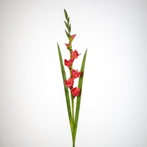 AF Gladiolus x5 L118cm coral