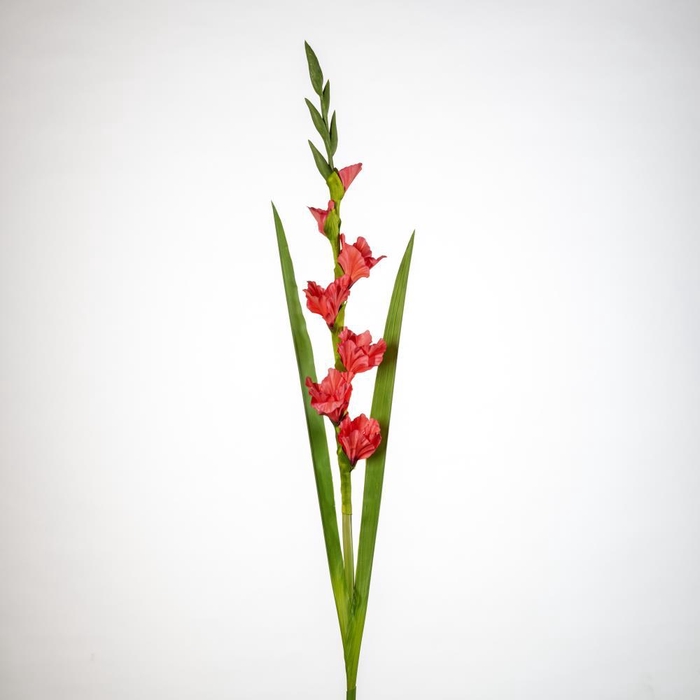 <h4>AF Gladiolus x5 L118cm coral</h4>