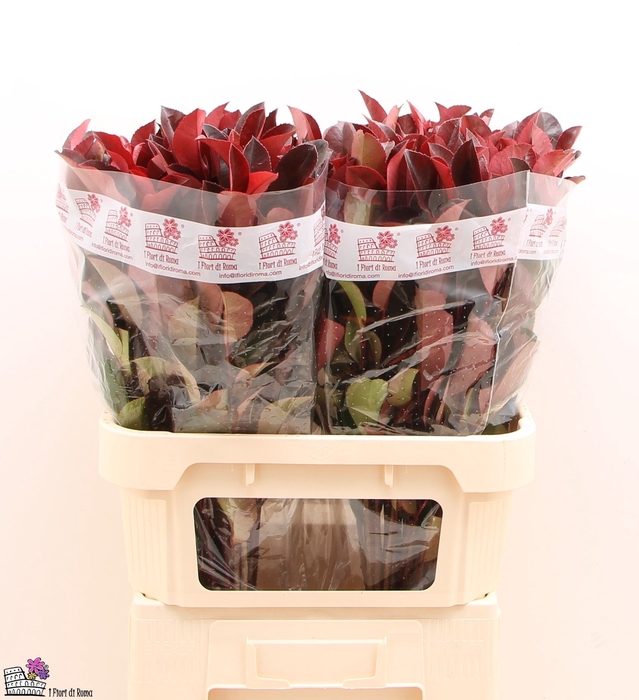 <h4>PHOT X F RED ROBIN</h4>