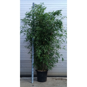 PHYLL BISSETII