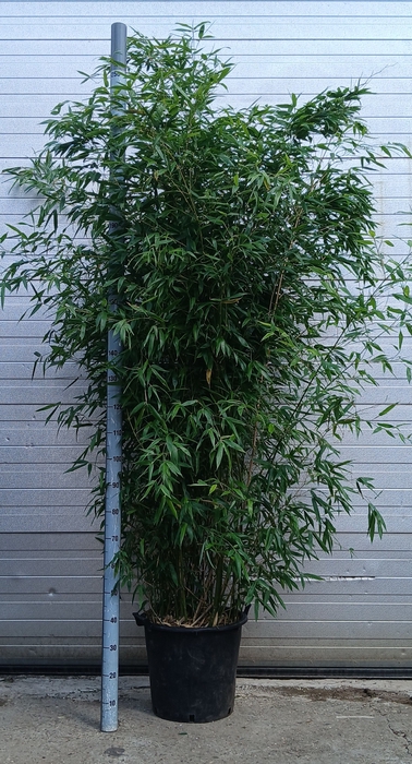 <h4>PHYLL BISSETII</h4>