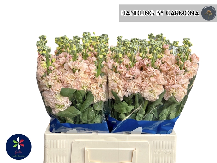 <h4>MATTH IRON APRICOT</h4>