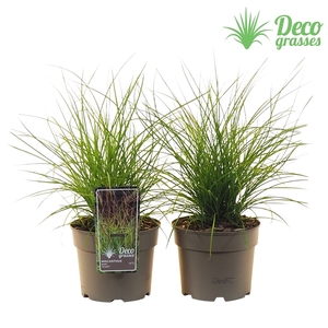 Miscanthus sinensis 'Serengeti'®