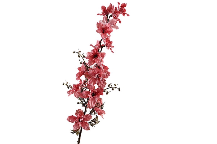 <h4>Delphinium Pink</h4>