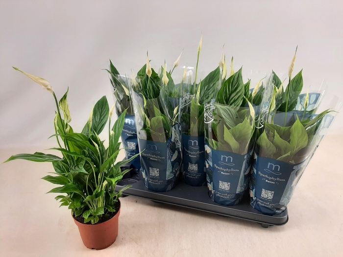 <h4>SPATH BELLINI</h4>