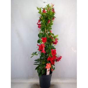 Mandevilla sand. 'SumStar Red'