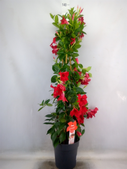<h4>Mandevilla sand. 'SumStar Red'</h4>