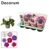 Primula 'Touch Me' Swedish mix | Decorum