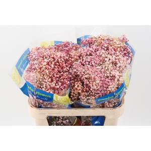 Gy Xlence Autumn Rainb Tinted 40gr