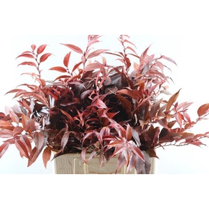 Deco Gr Leucothoe Klb Rood