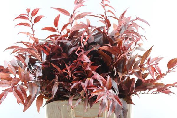 <h4>Deco Gr Leucothoe Klb Rood</h4>