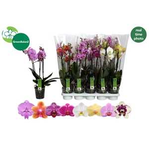 PHAL GEM 8 KL