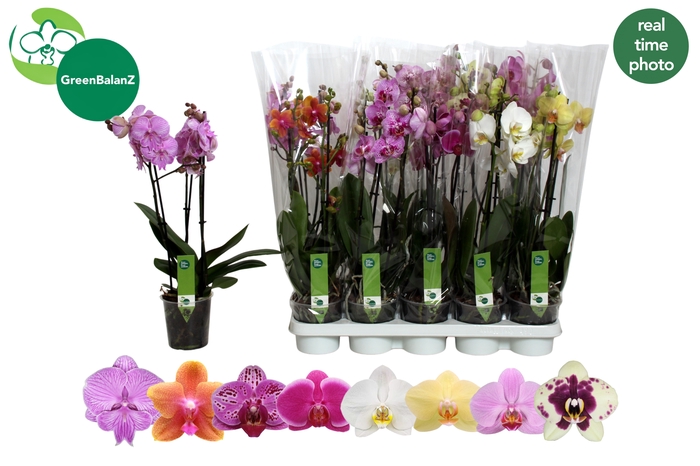 <h4>PHAL GEM 8 KL</h4>