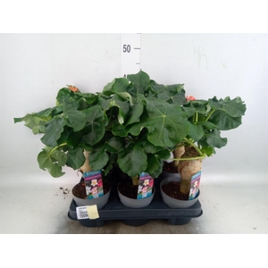 Jatropha podagrica