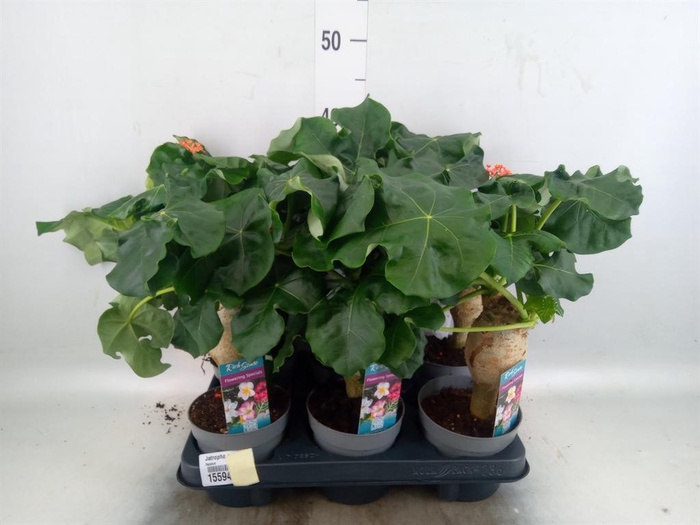 <h4>Jatropha podagrica</h4>