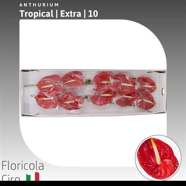 <h4>ANTH A TROPICAL</h4>