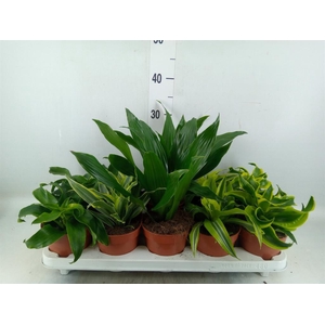 Dracaena ...mix