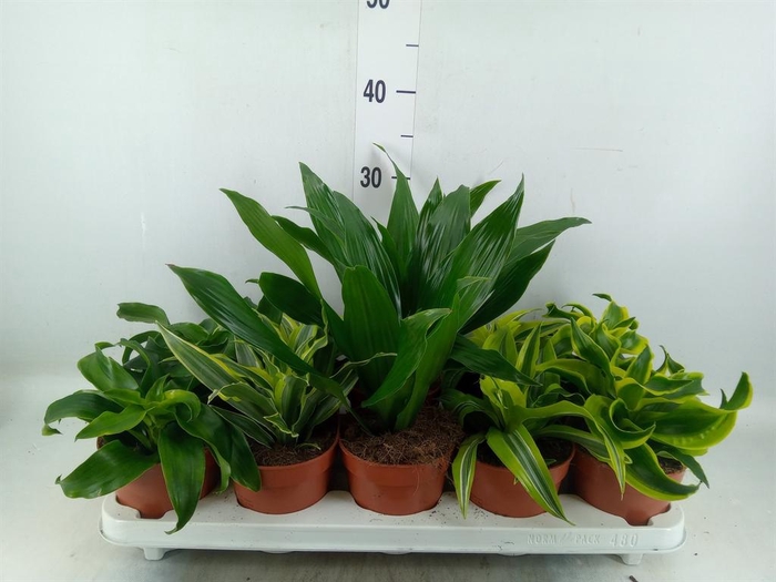 <h4>Dracaena   ...mix</h4>