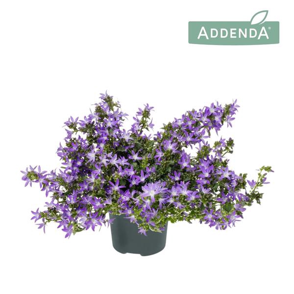 <h4>Campanula Adansa® Purple</h4>