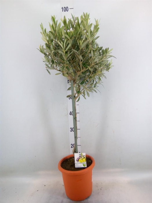 <h4>Olea europaea</h4>