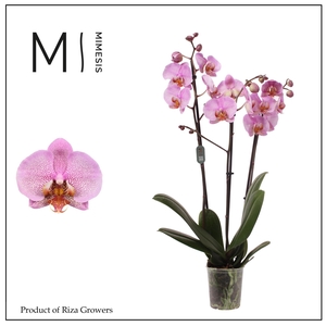 Phalaenopsis Formation 3 spike - 12cm | Mimesis