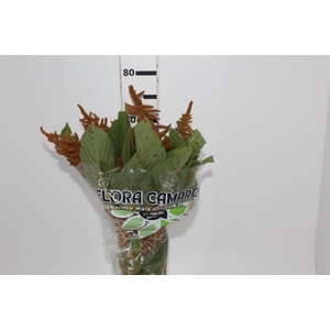 AMARANTHUS DOURADO 070 CM