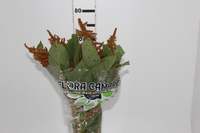 <h4>AMARANTHUS DOURADO 070 CM</h4>