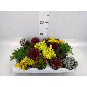 Rotsplanten   ...mix   [Rock plant]