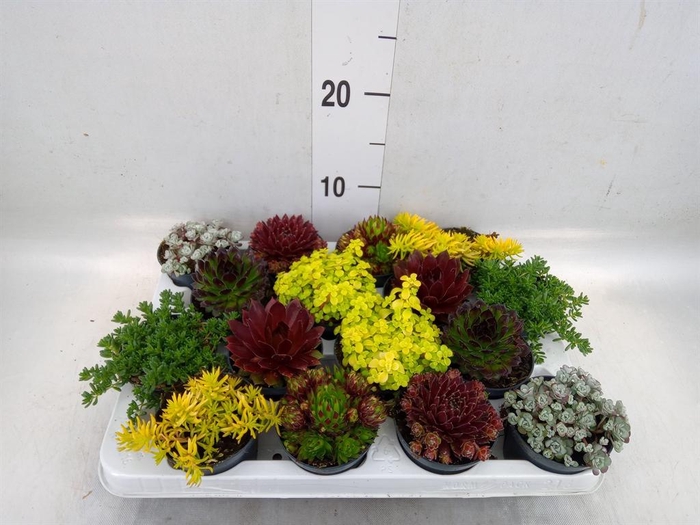 <h4>Rotsplanten   ...mix   [Rock plant]</h4>