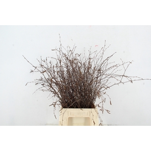 BETULA BS NATURAL+VRUCHT