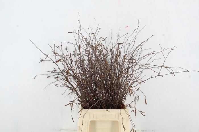 <h4>BETULA BS NATURAL+VRUCHT</h4>