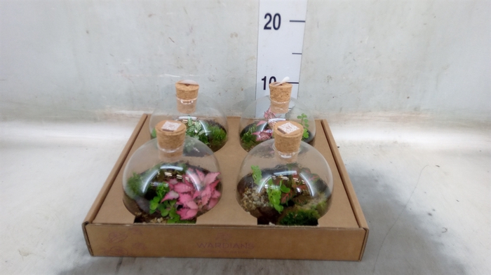 <h4>Arr.   Kamerplant Groen H%</h4>
