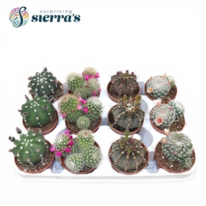 Sierra's® - Cactus Flowering Mix (Prime)