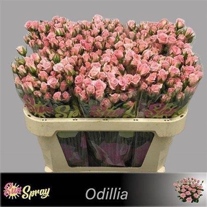 R Tr Odilia