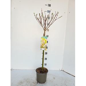 SALIX IN HAKURO NISH