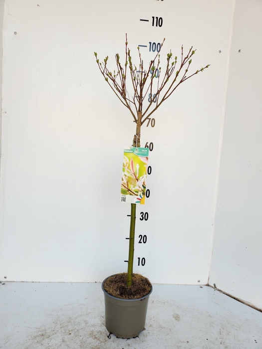 <h4>SALIX IN HAKURO NISH</h4>