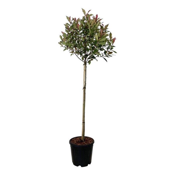 <h4>Photinia fraseri 'Robusta Compacta'</h4>
