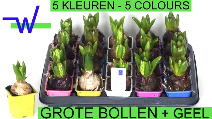 <h4>HYACIN GEM 5 KL</h4>