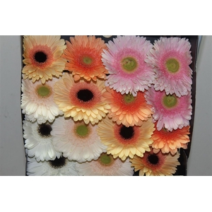 Gerb D Mixed Pastel
