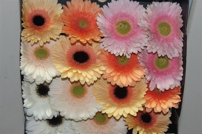 <h4>Gerb D Mixed Pastel</h4>