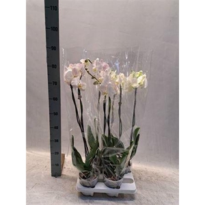 Phal Ov Wit 2 Branche 21+