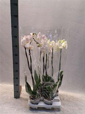 <h4>Phal Ov Wit 2 Branche 21+</h4>