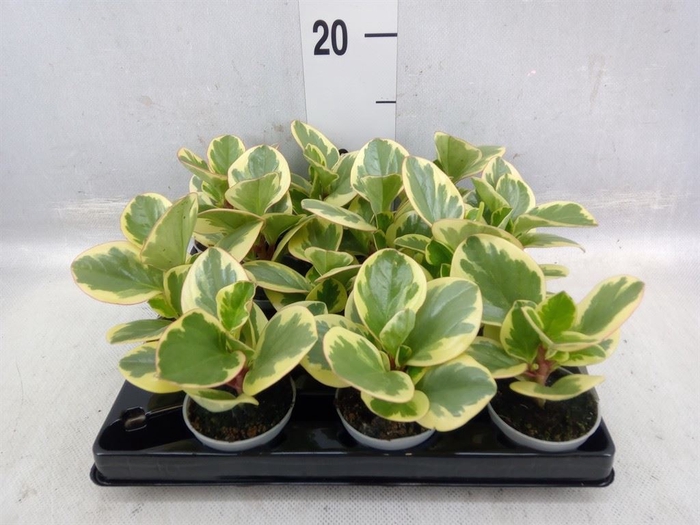 <h4>Peperomia</h4>