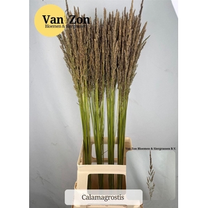 Siergras Calamagrostis Brachy