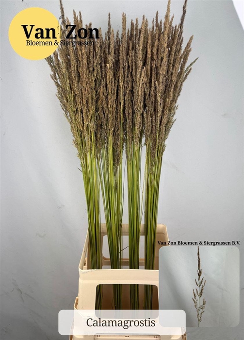 <h4>Siergras Calamagrostis Brachy</h4>