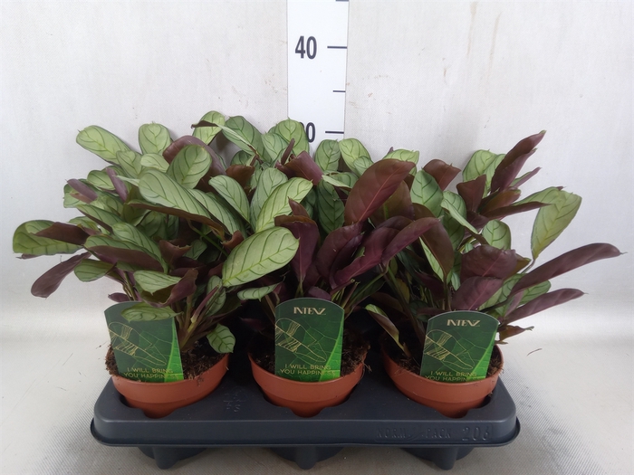 <h4>Ctenanthe burle-marxii 'Amagris'</h4>