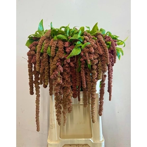 AMAR CA CORAL FOUNTA