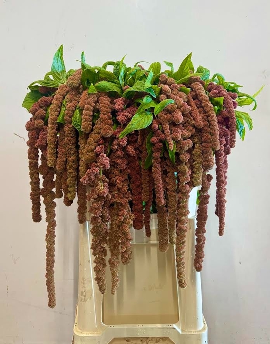 <h4>AMAR CA CORAL FOUNTA</h4>