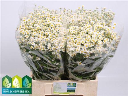 <h4>Tana Pa Cameron</h4>